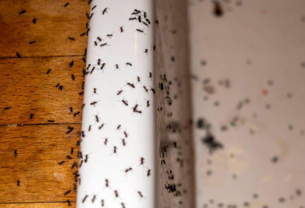 Best Commercial Pest Control Services  in Marysville, WA