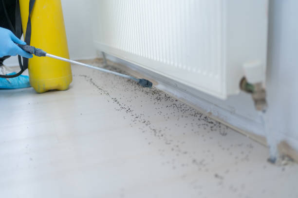 Best Termite Control Services  in Marysville, WA